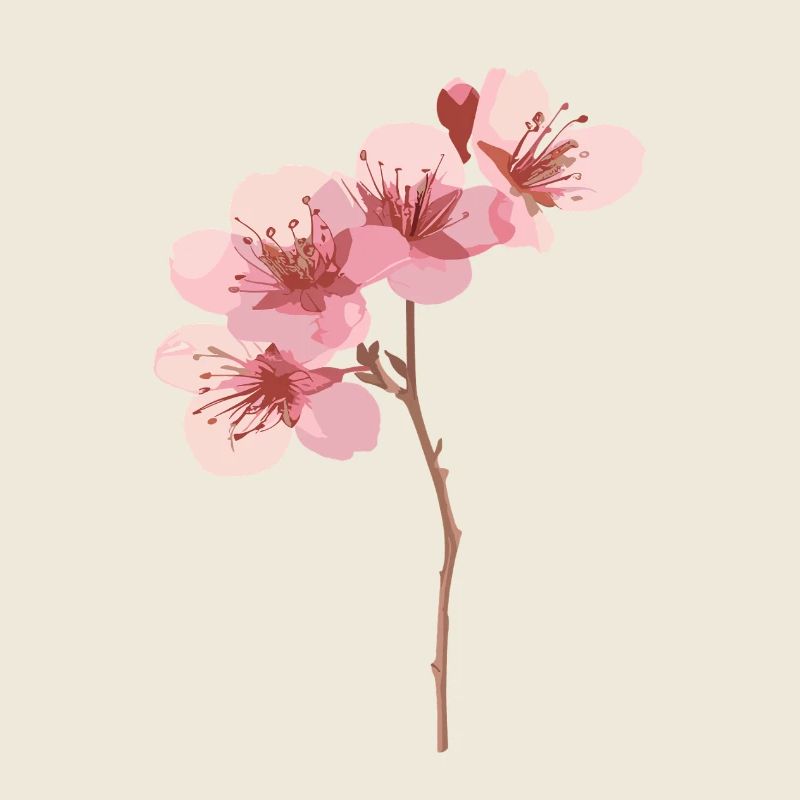 Rosa Kirschblüten japanisch sakura