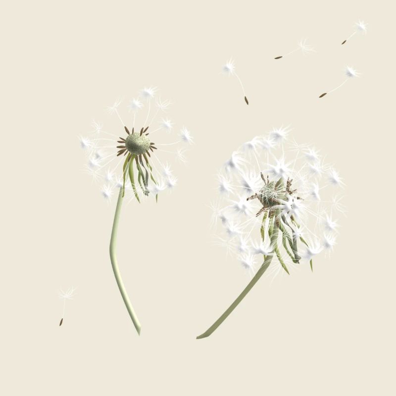 White dandelion silhouette