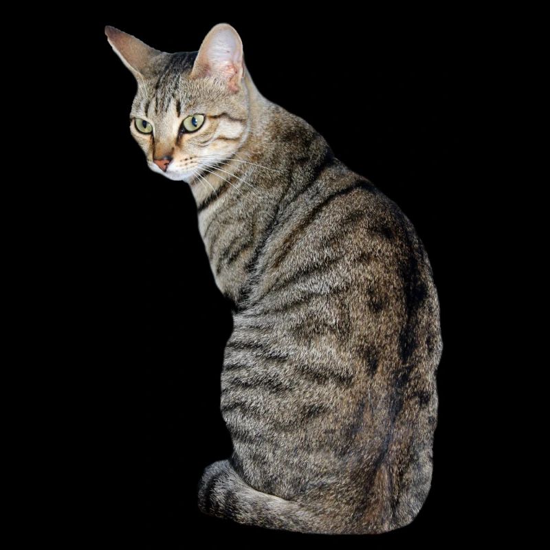 Katze Kätzchen Tigerkatze