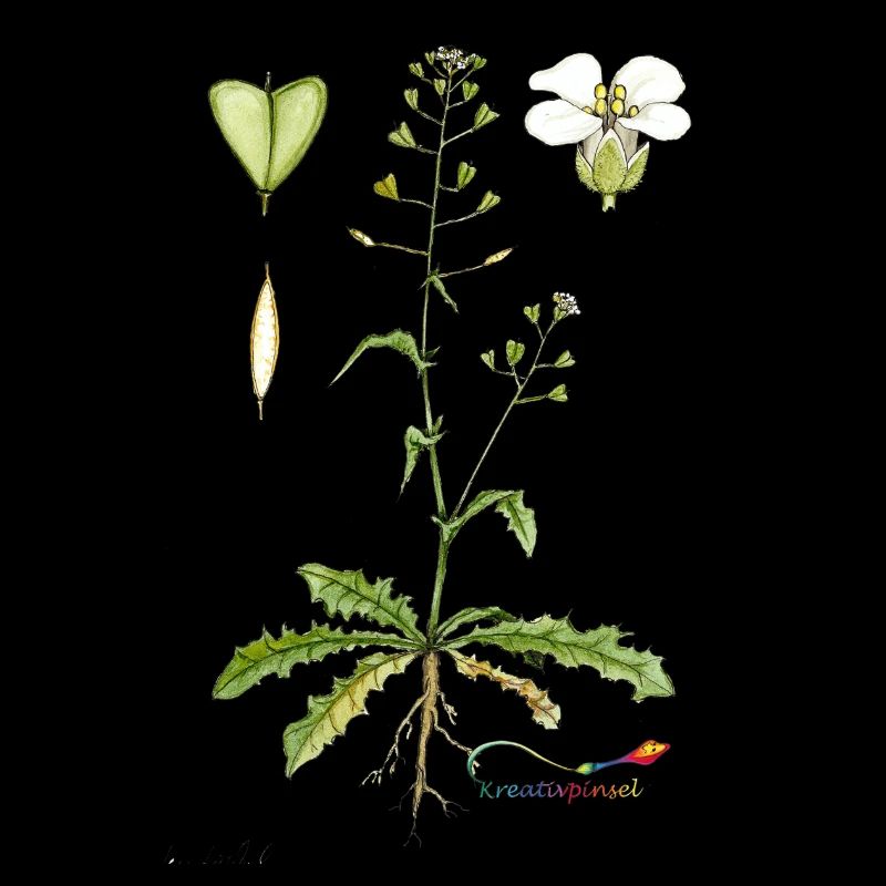 Hirtentäschel (Capsella bursa pastoris)