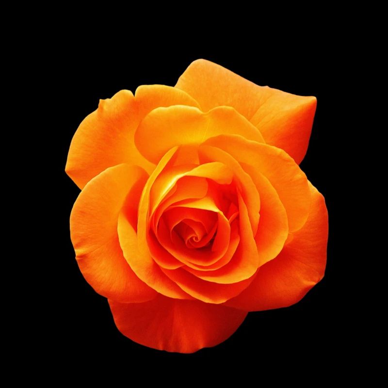 Orangene Blume