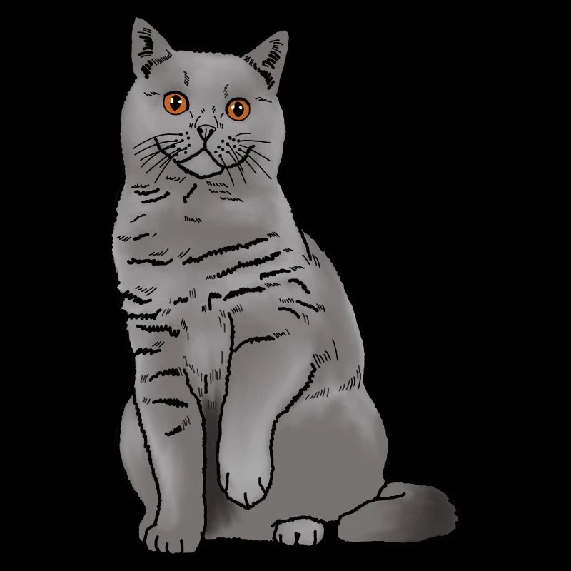 Chat British Shorthair