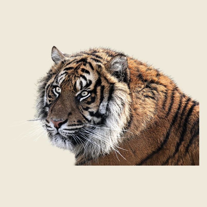 Bengal tiger