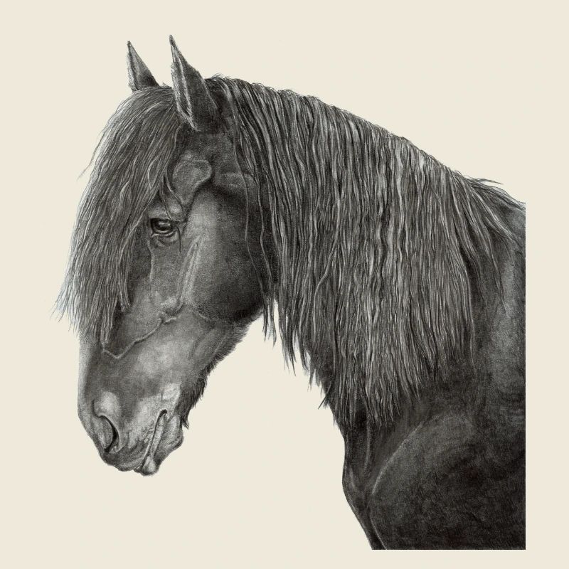 Portrait de cheval frison