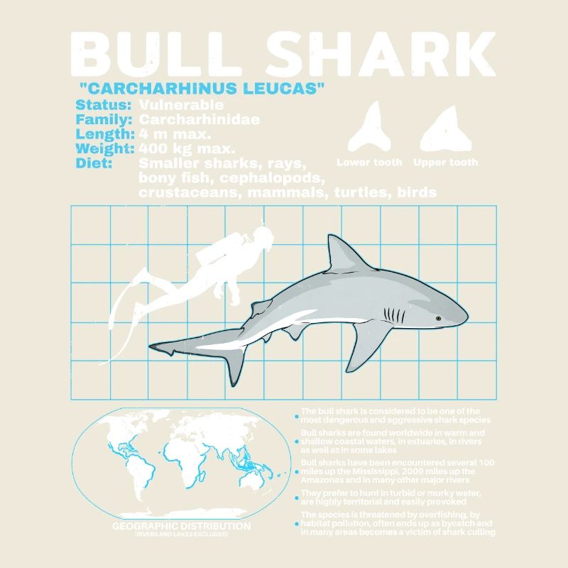 Fiche technique du requin bouledogue