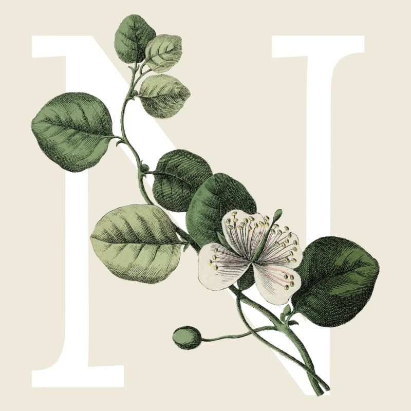 Buchstabe N Grün Botanisch