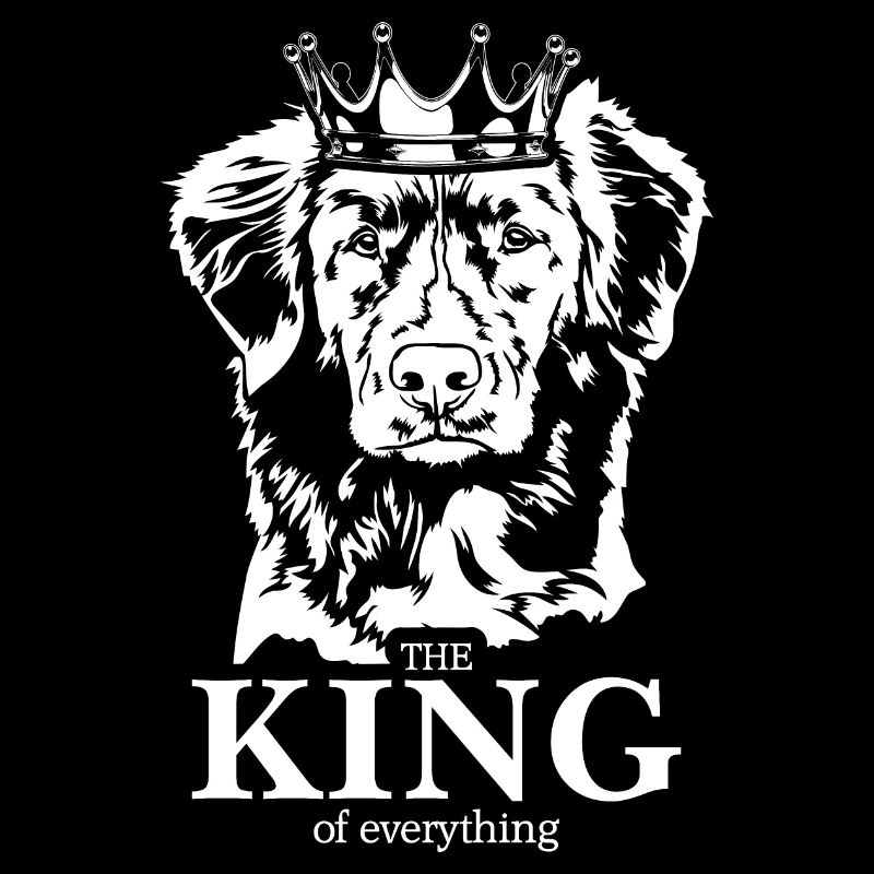 Nova Scotia Duck Tolling Retriever King Hunde Hund
