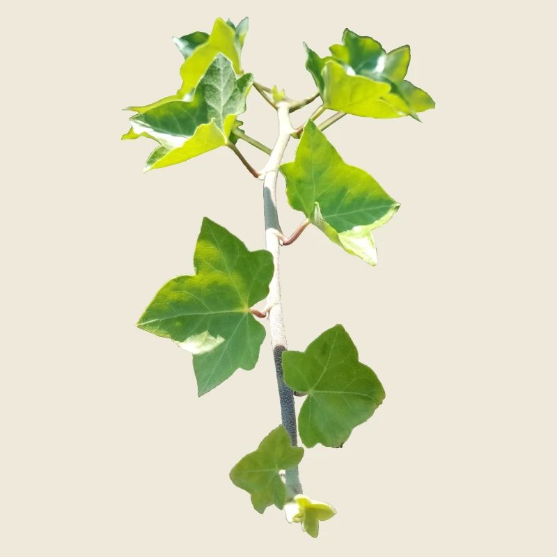 Ivy – Evergreen connection