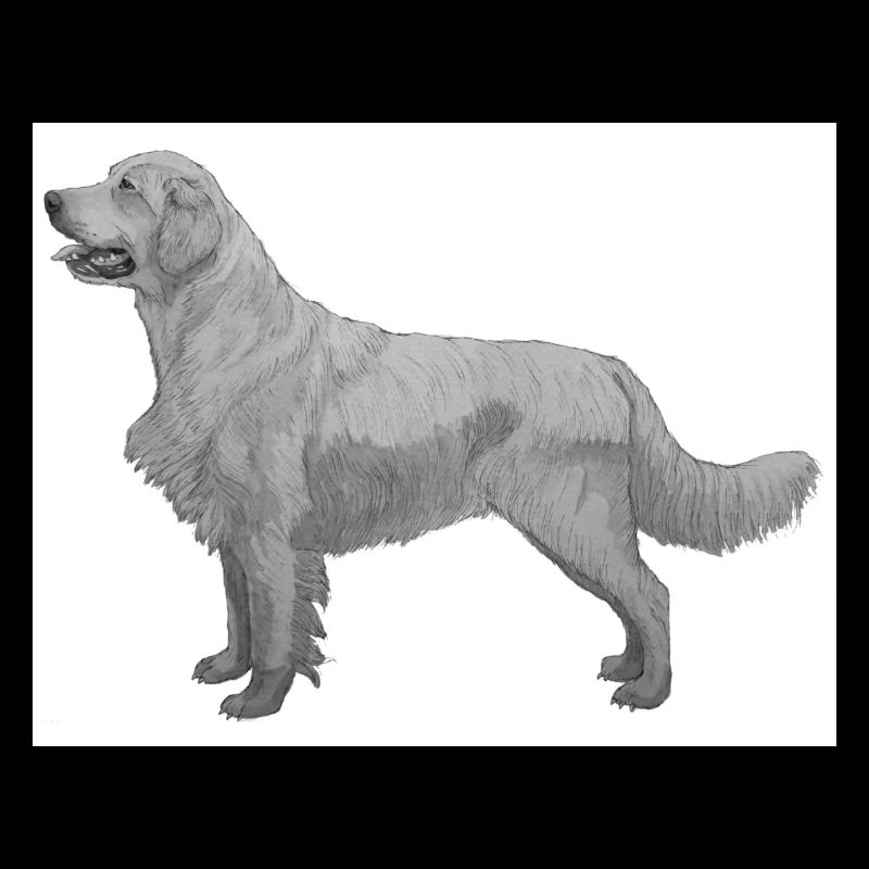 Golden Retriever Aufkleber