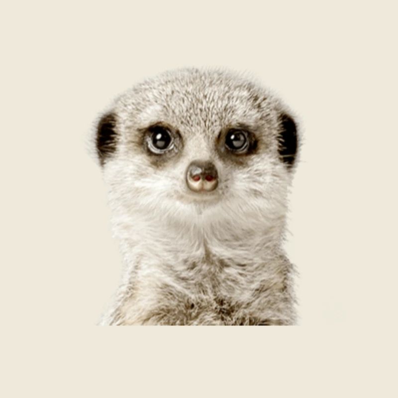 Suricate
