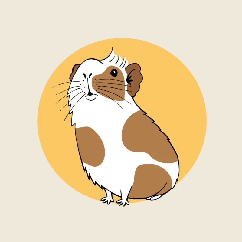 curious guinea pig yellow background