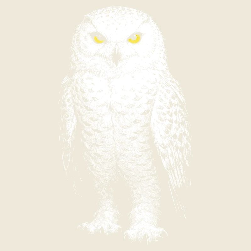 Snowy owl