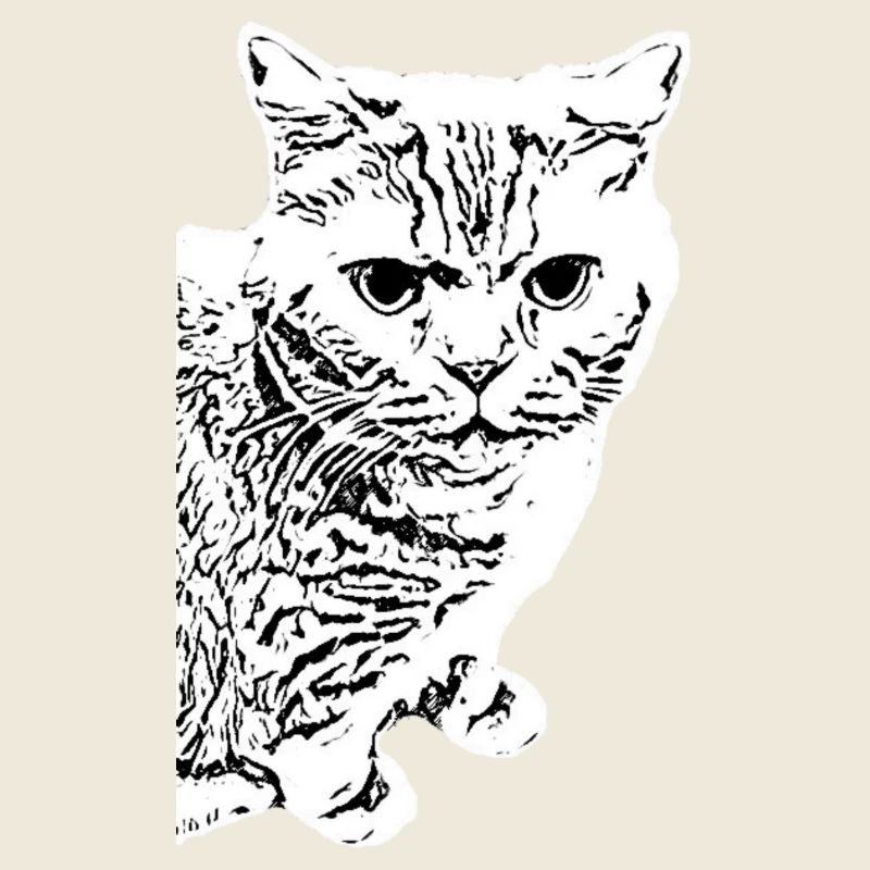 British Shorthair Chat Blanc Chats blancs