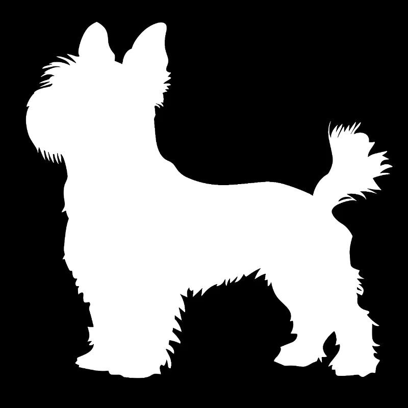 yorkshire hund terrier weiss