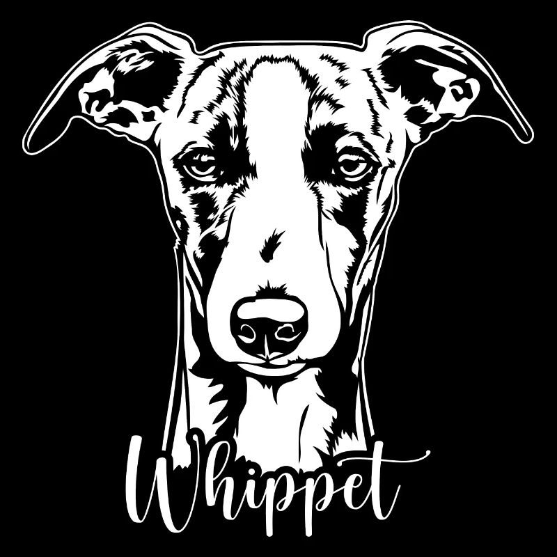 Whippet Portrait Chien Chiens Lévriers Wilsigns