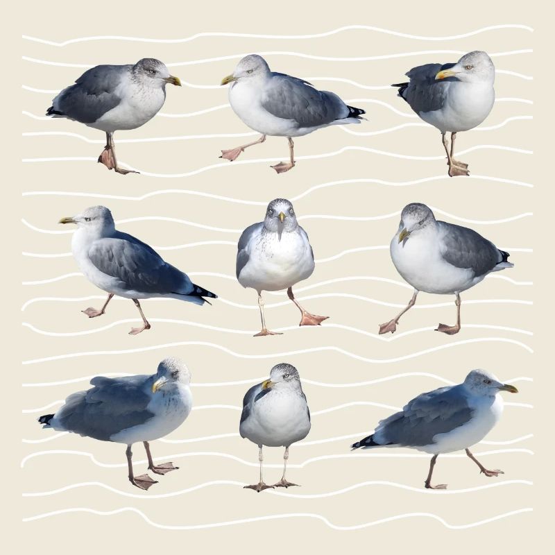 Mouette, Mer, Vagues, Mer du Nord, Sylt, Mer Baltique, Carnaval