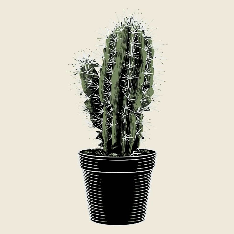 Cactus dans un pot noir