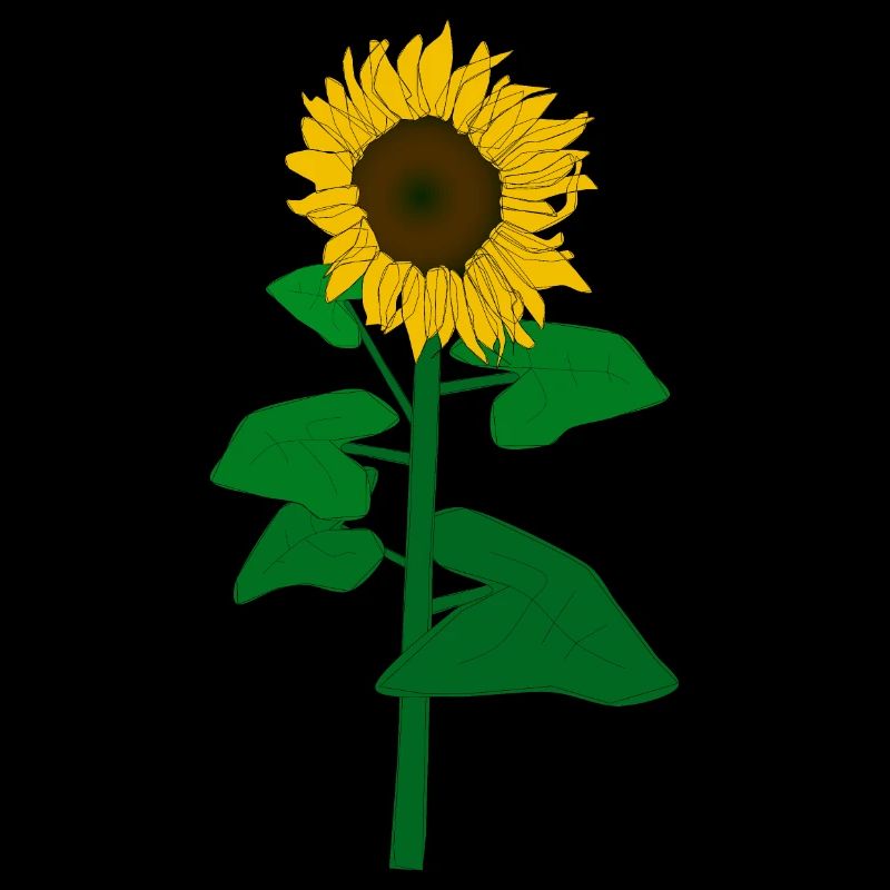 Sunflower in all its glory