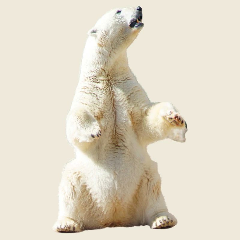 polar bear eisbaer nordpol north pole alaska6