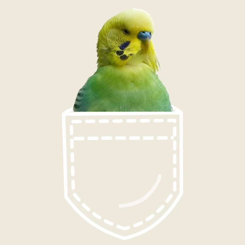 Perruche oiseau