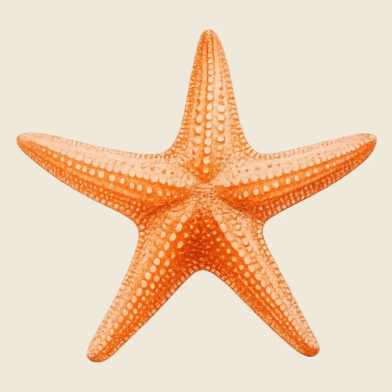 Orange Starfish Beach Design