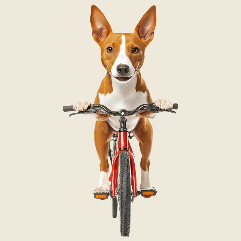 Basenji