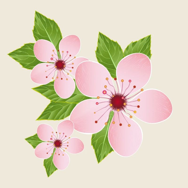 Trois fleurs de cerisier délicates avec des feuilles
