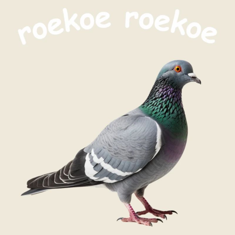 Pigeon roekoe