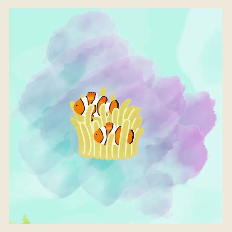 Pastel Clownfish Corail