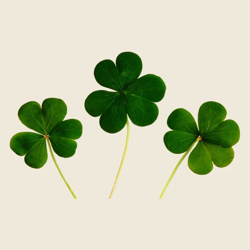 kleeblatt glueck shamrock luck four leaf clover32