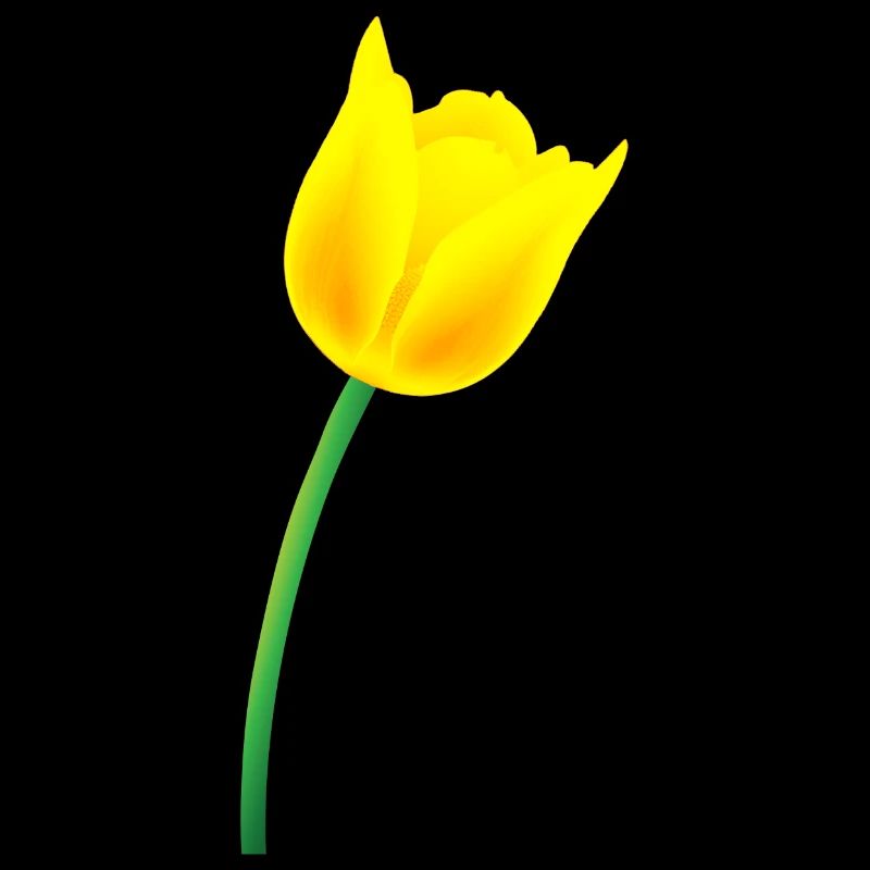Yellow Tulip