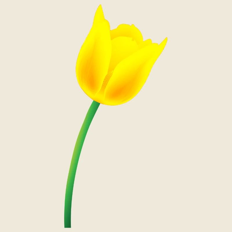 Tulipe jaune