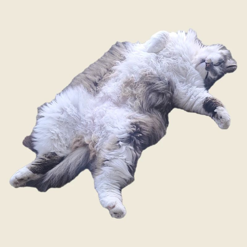 Cuddly Fur Cat Lying Pose