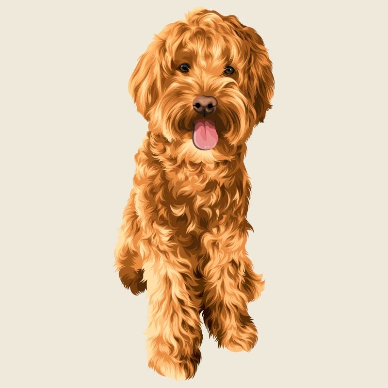 Goldendoodle Schnoodle