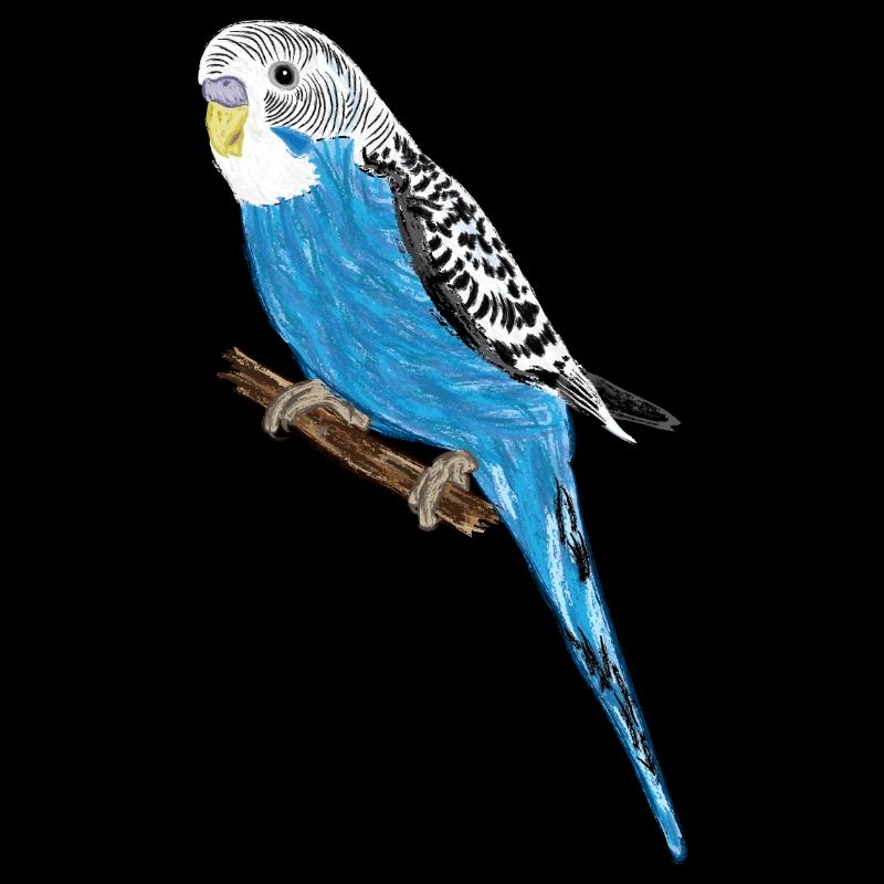 Blauer Wellensittich / Blue Budgie III