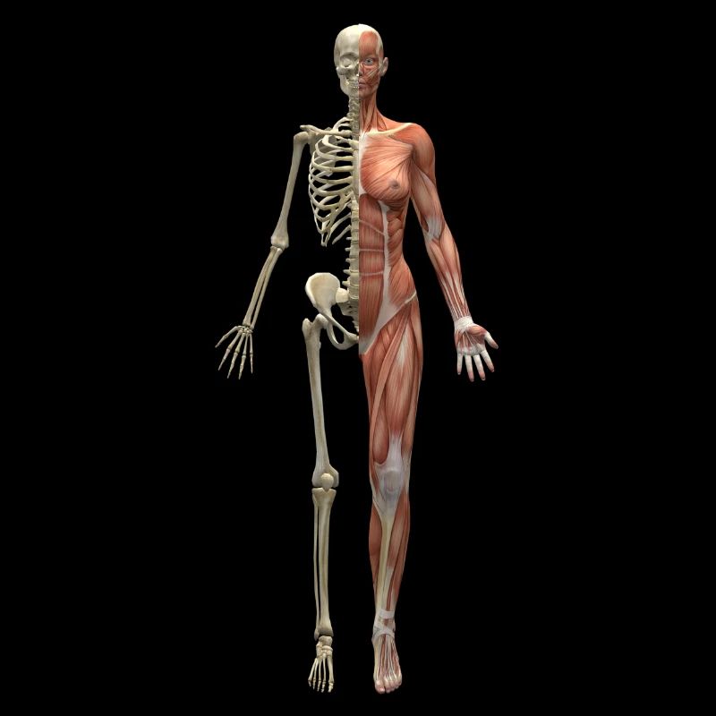 skeleton skelett bones knochen skull schaedel140