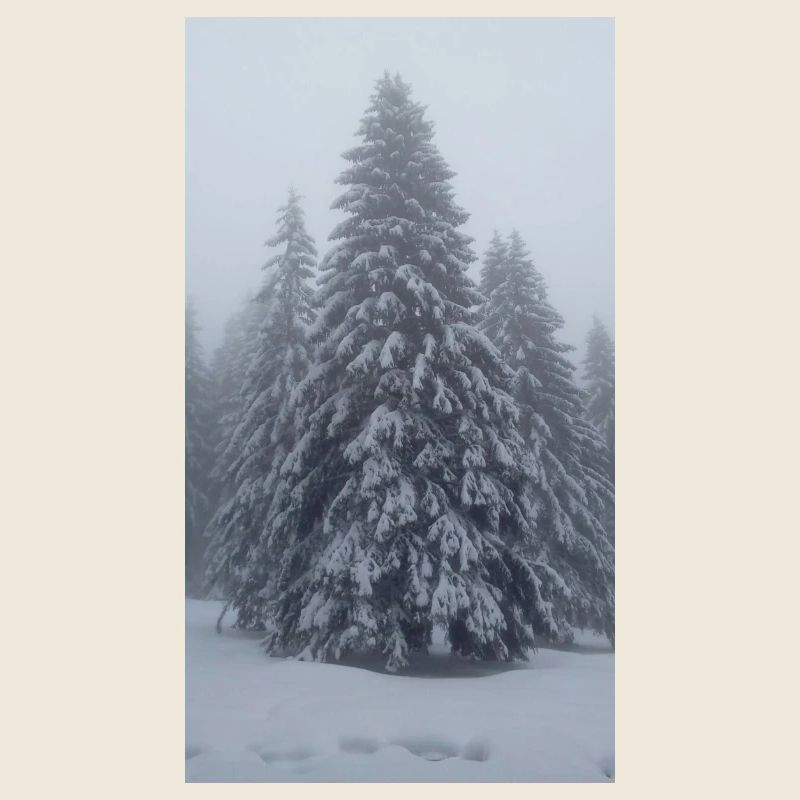 Tannenbaum im Schnee