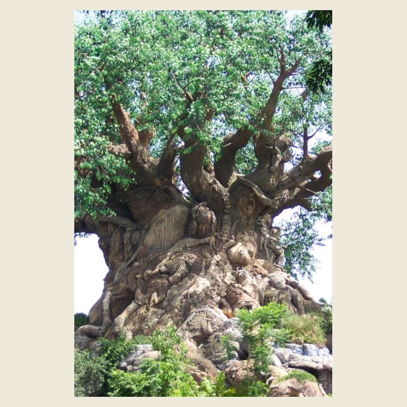 Canarian Dragon Tree, El Drago, Tenerife