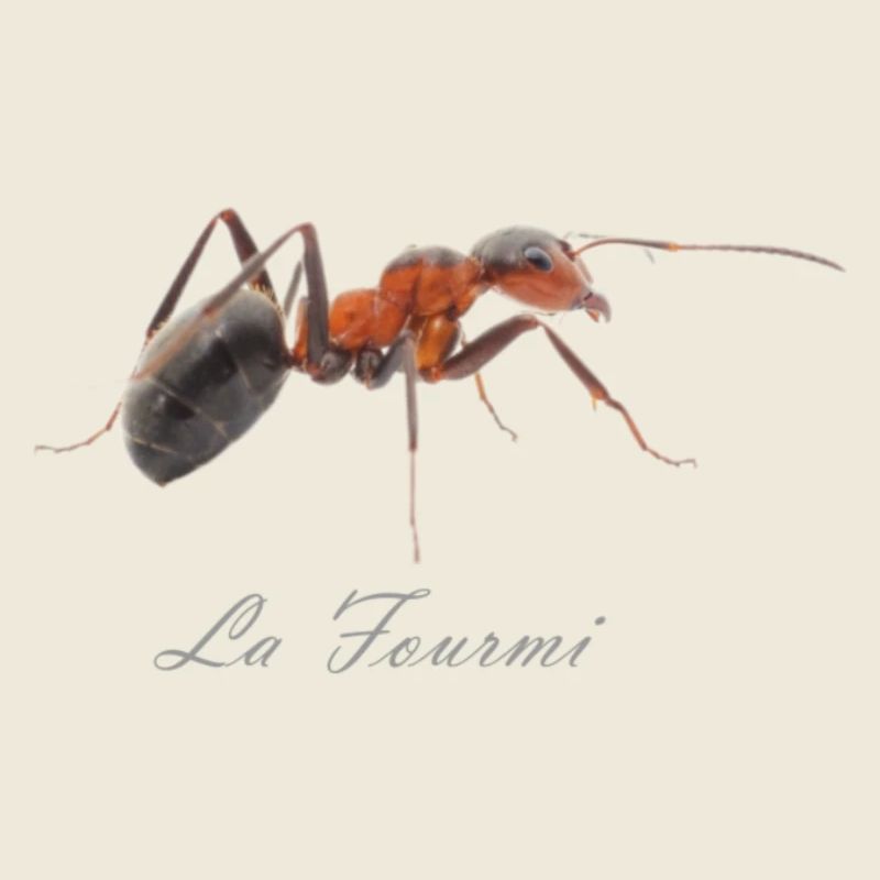 la fourmi