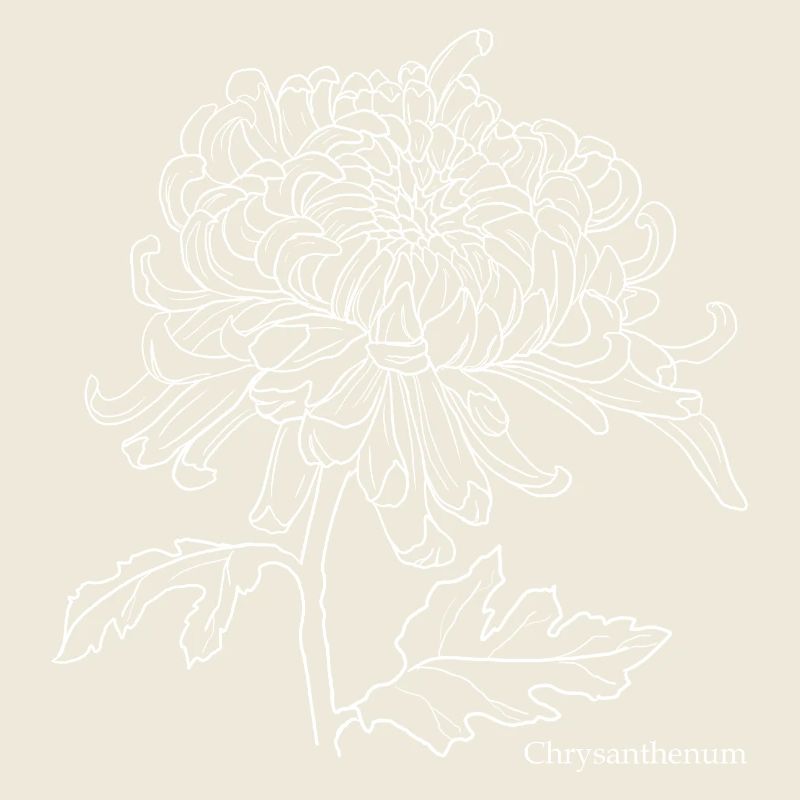 Chrysanthemum Line Drawing