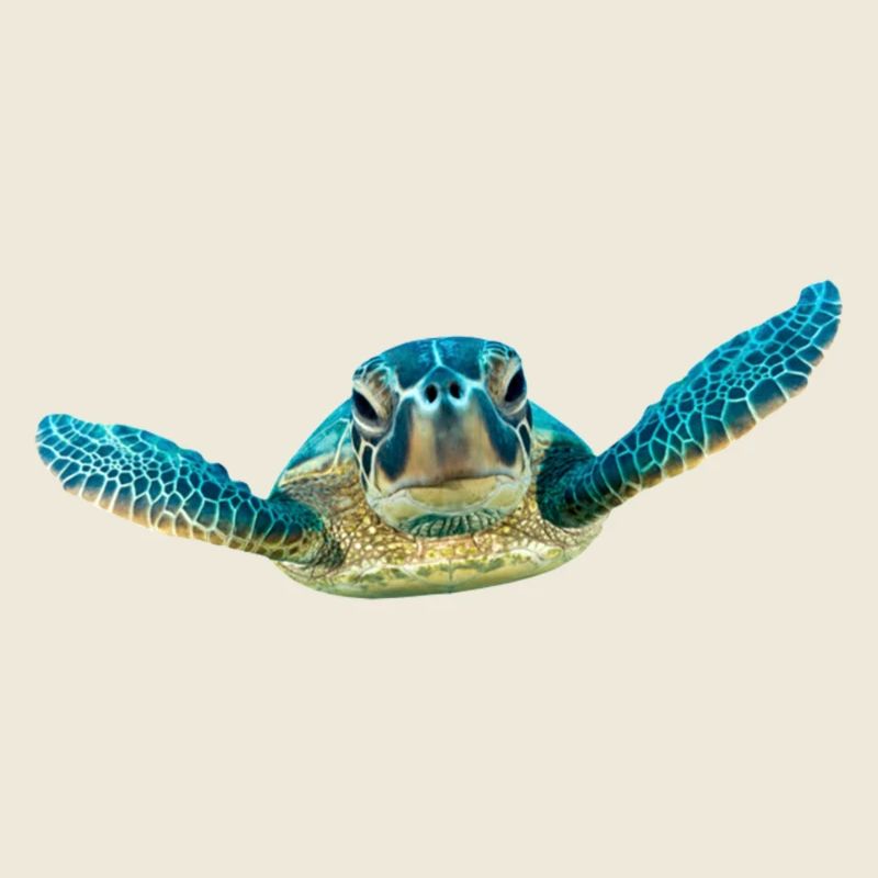 turtle schildkroete tiere animals10