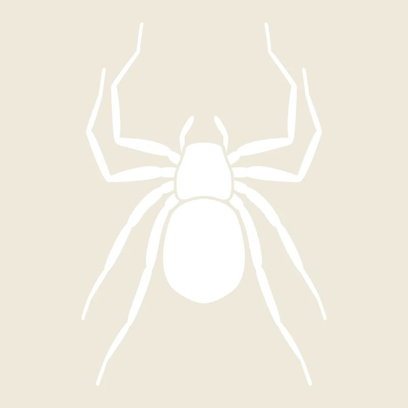 Spinne