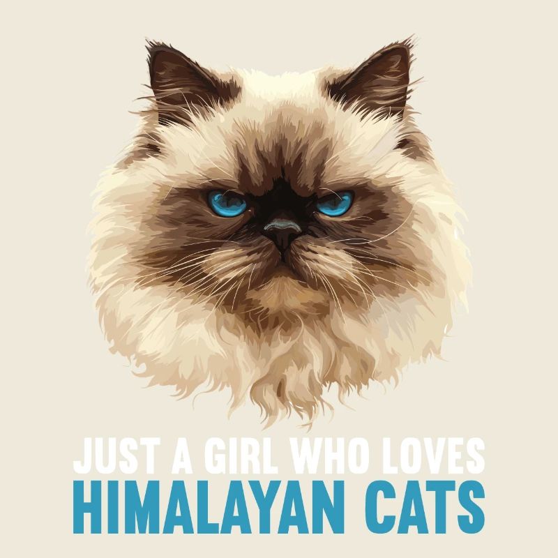 Chat de l’Himalaya Colourpoint Katze