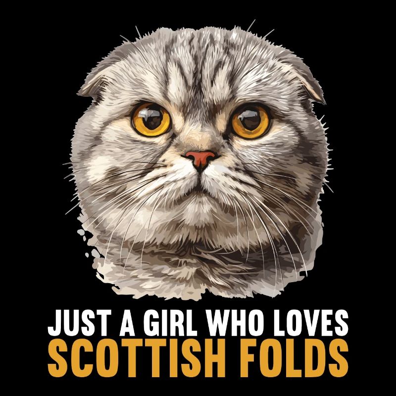 Scottish Fold Kitten Scottish Fold chat