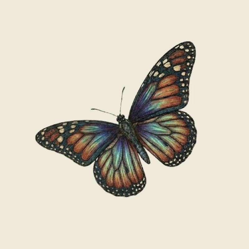 Schmetterling