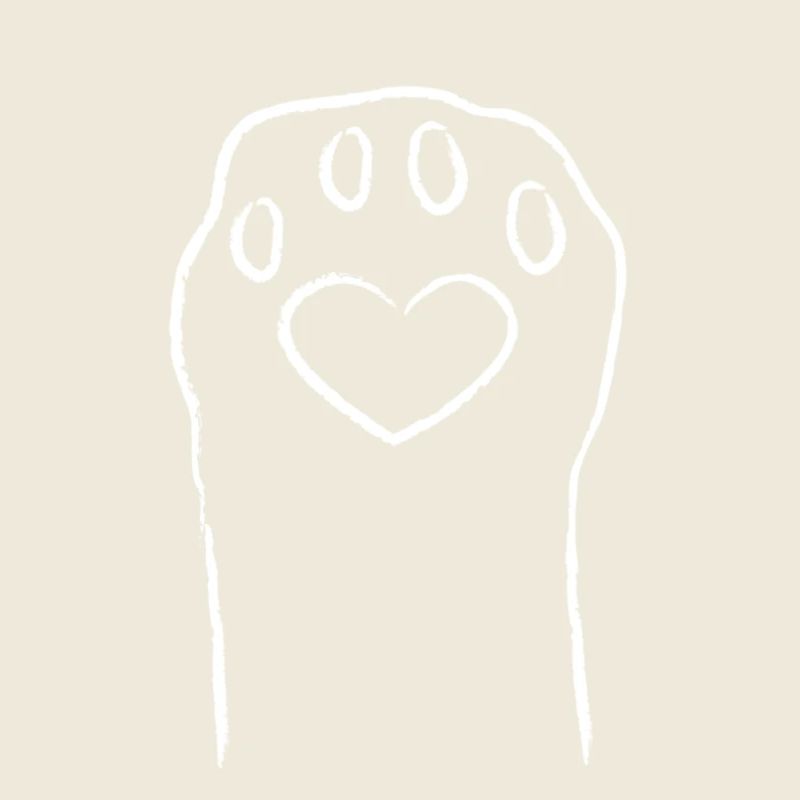 Patte de chat blanche