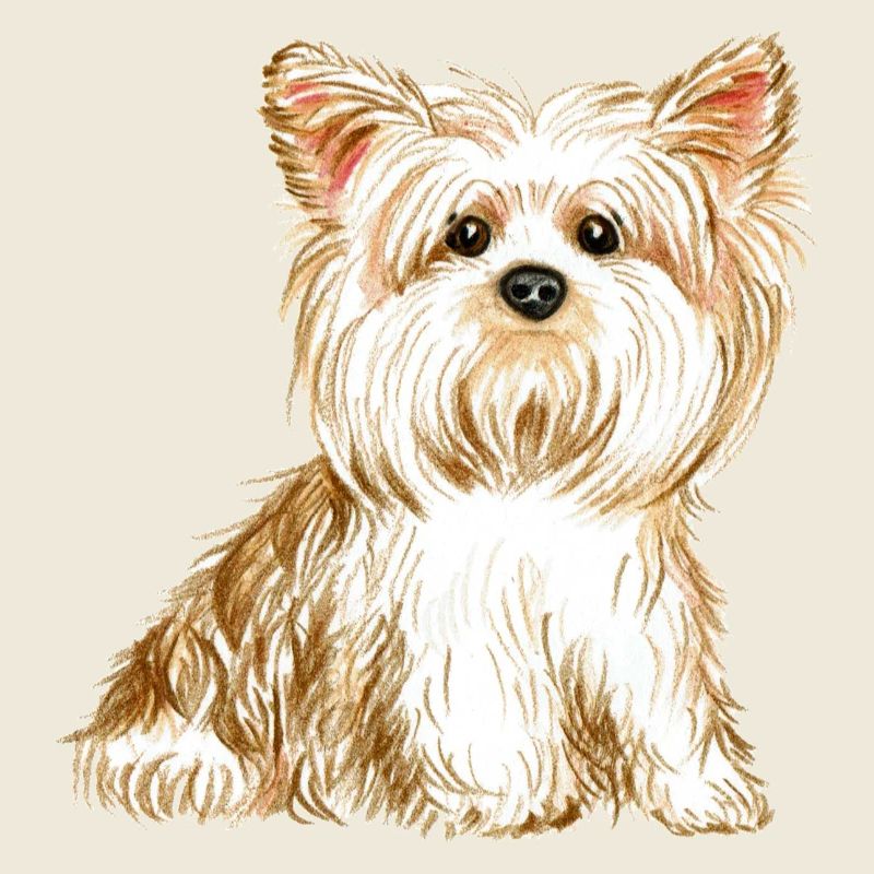 chien Yorkshire terrier - chien mignon