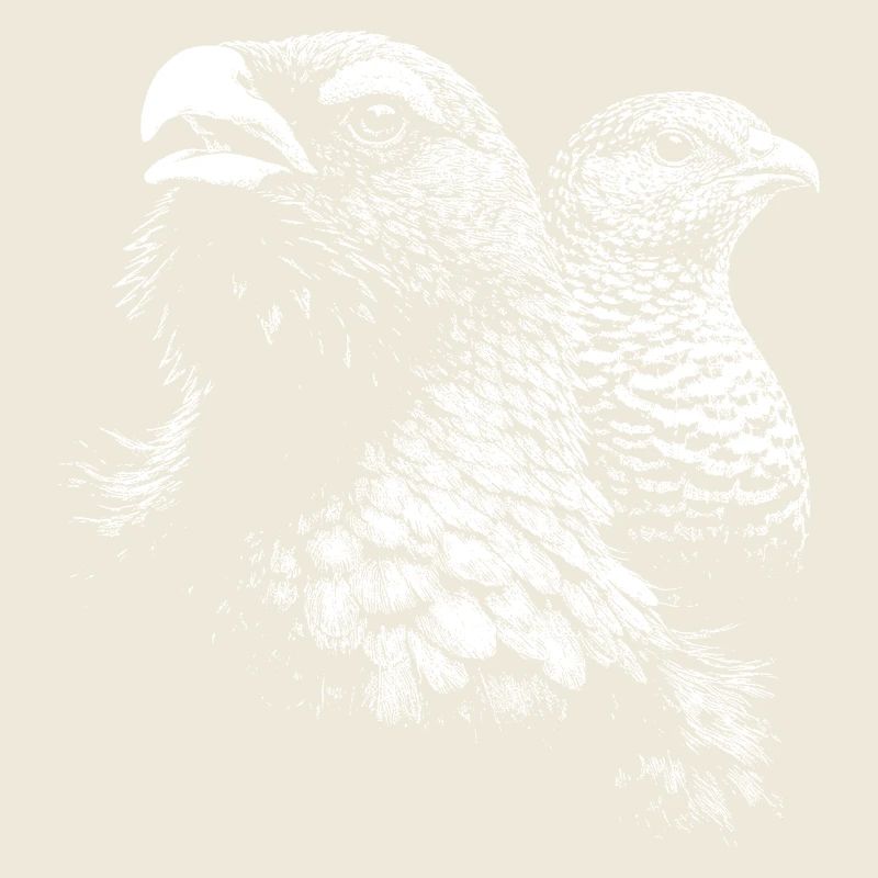 Auerhuhn und Weibchen