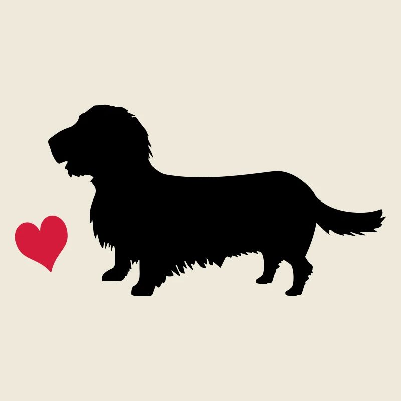 Rough-haired dachshund