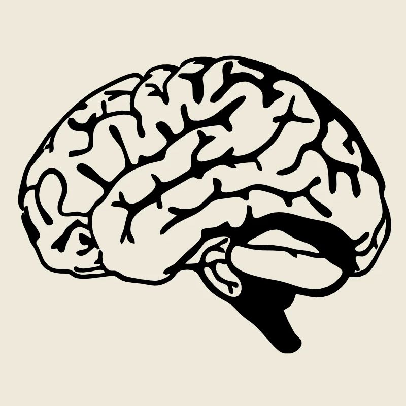 brain